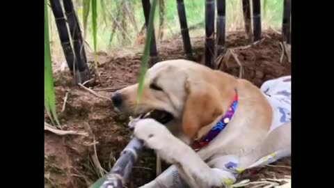 Smart Puppy Dog Does Harvest (The Lulu)