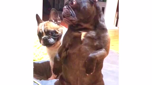 French Bulldog pats brother on back