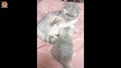 Mother Cat And Kittens | Funny and Cute Cats Compilation