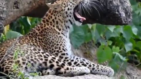 Wildlife in Closer View with natural perspective.