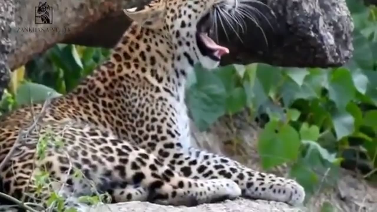 Wildlife in Closer View with natural perspective.