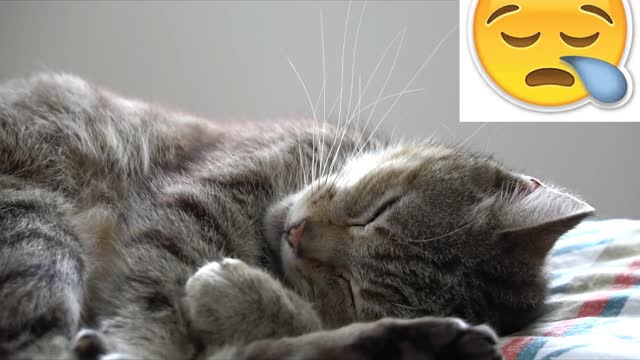 Best Funny Cats 🐶 Of The Month - Try Not To Laugh