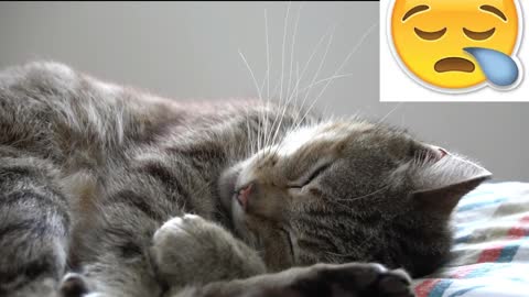 Best Funny Cats 🐶 Of The Month - Try Not To Laugh