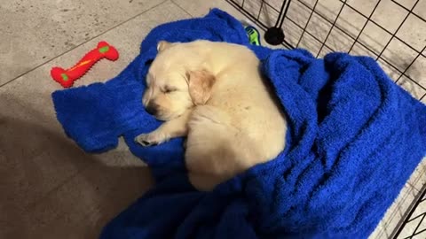 Golden Puppy Leo Cute Sleeping Positions #animals #cat #cats #animal