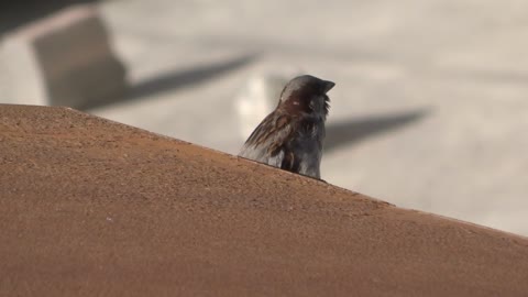 Listen and watch a very cool video of a singing little bird