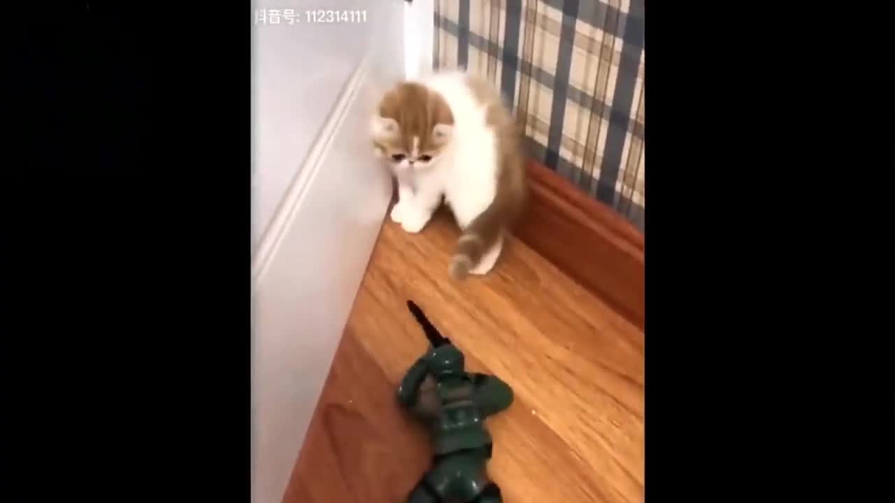 The Cat in the second video has his heart broken 💔 ðŸ˜