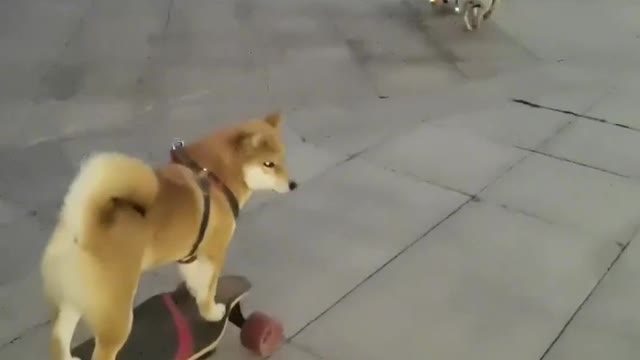 SkateDog 13