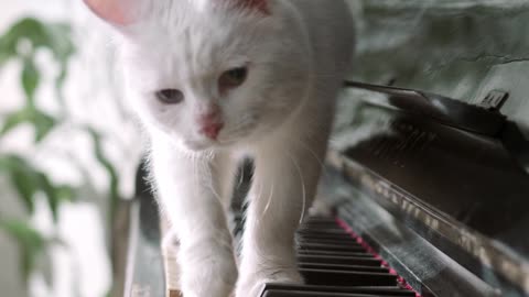 The cat walks on the piano