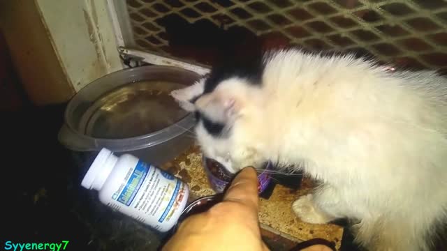 Precious Kitty CAT Healing, Colostrum and GCMAF MAY 1, 2019