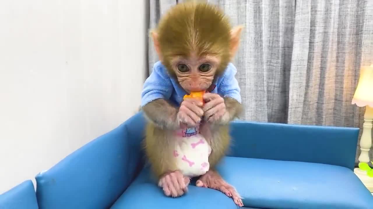 FUNNY AND CUTE ANIMALS 🐒🐤