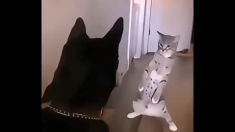 Funny Animals videos 😁 Funniest Cats and Dogs 2024!🐶😹🥰 #funnycats #funnydogs #funnyanimals