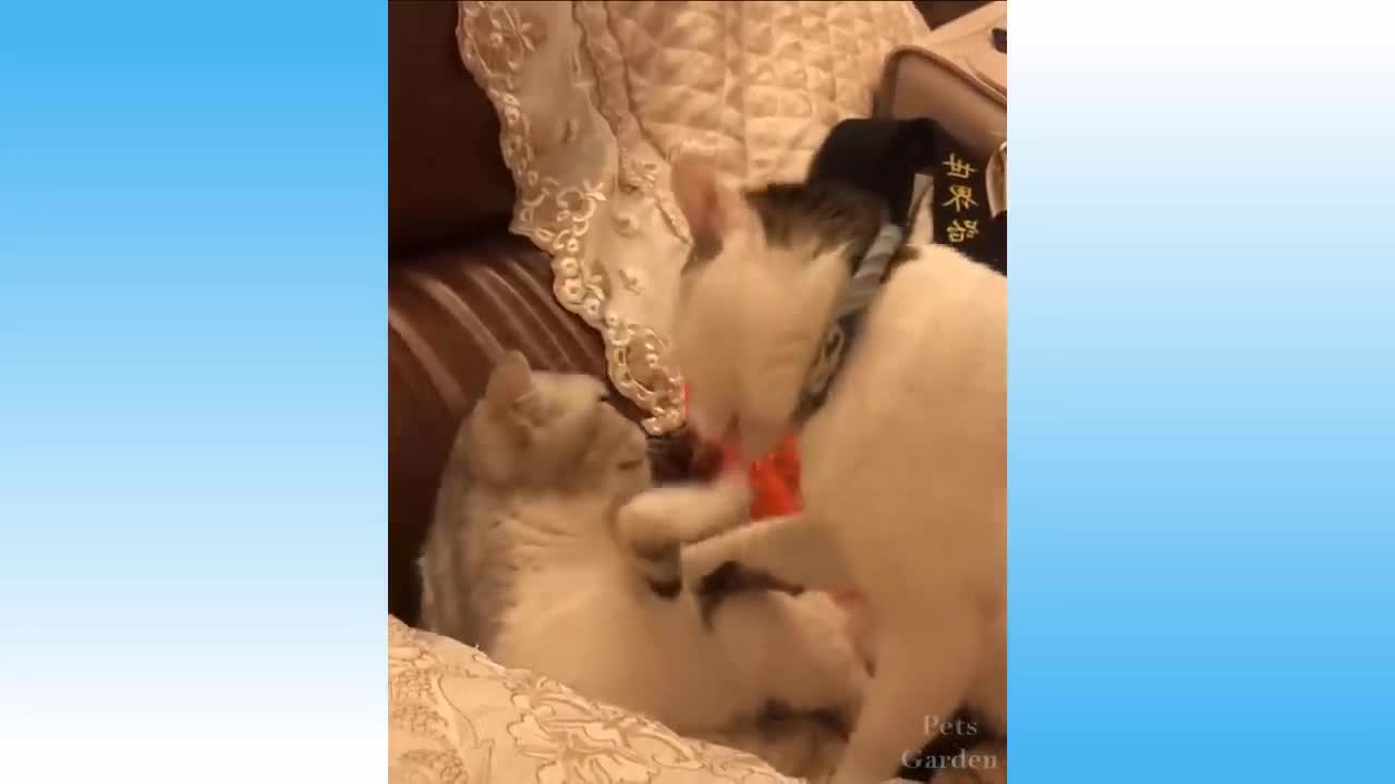Cute Pets And Funny Animals Compilation | Pets Garden 2021