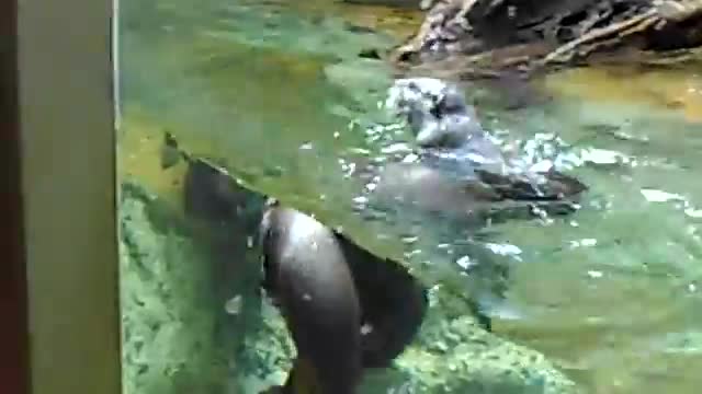 Otters Fighting at Amsterdam Zoo!