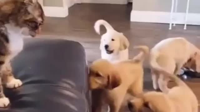 Most Funny cat 🐱 2022 | cat funny moments