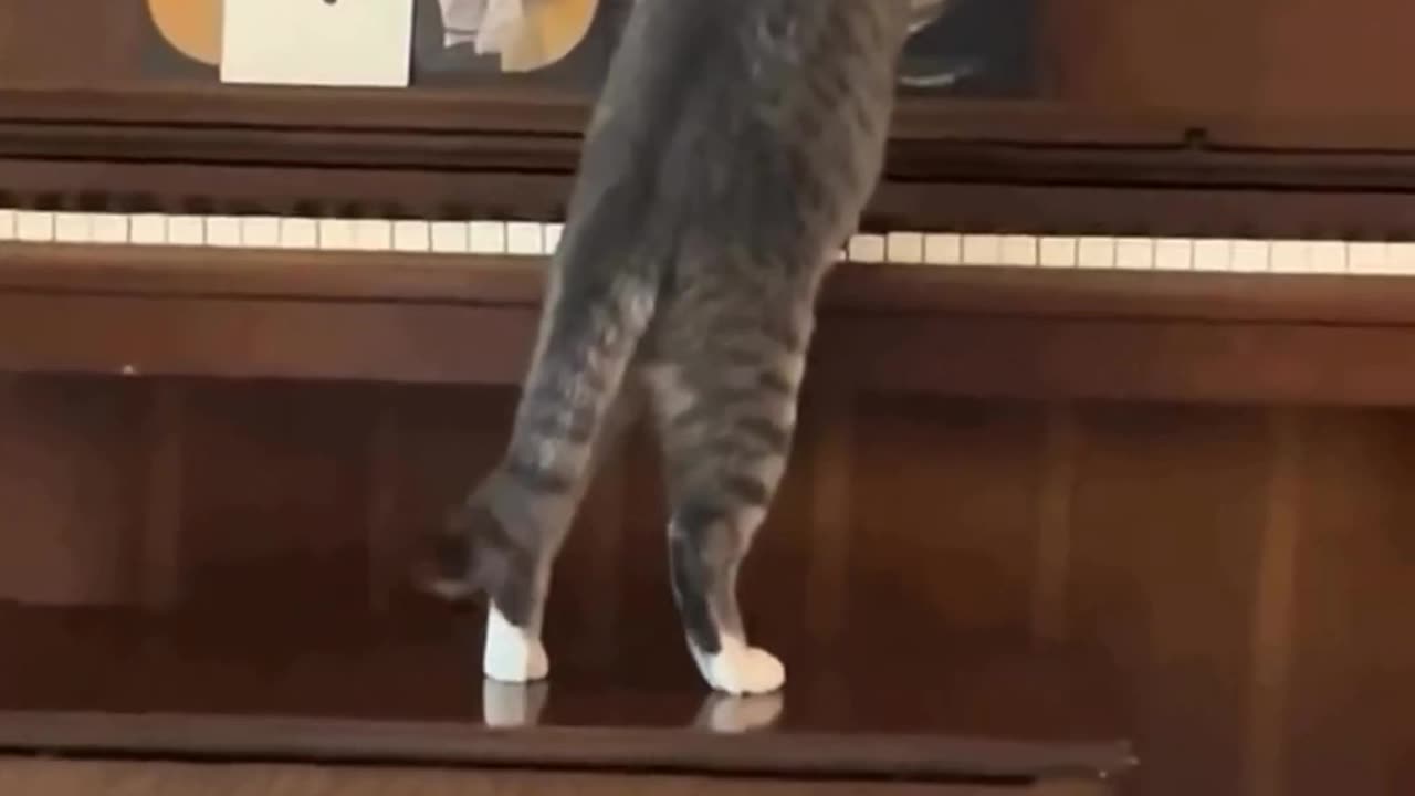 Cat the musician