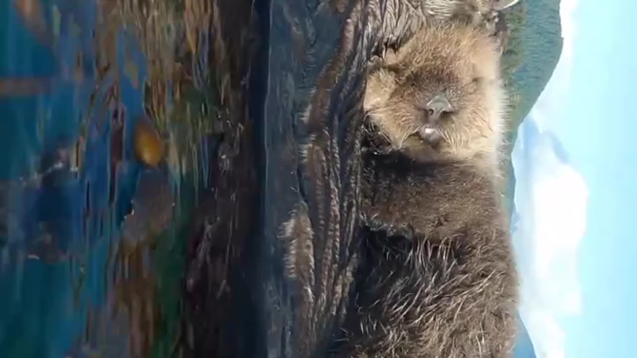 An adorable pup sleeping so peacefully its mother's belly 🥹🦦