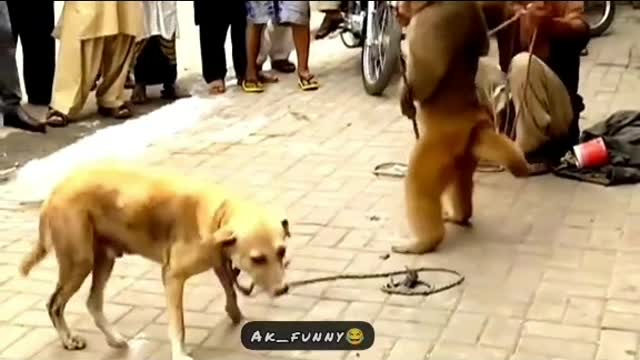 mOnkey got angry with doggo😂😂