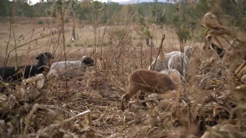 80 Small Group Of Sheep Eating In Tall Grass