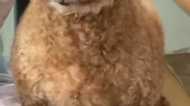 You probably didn't forget me, humans