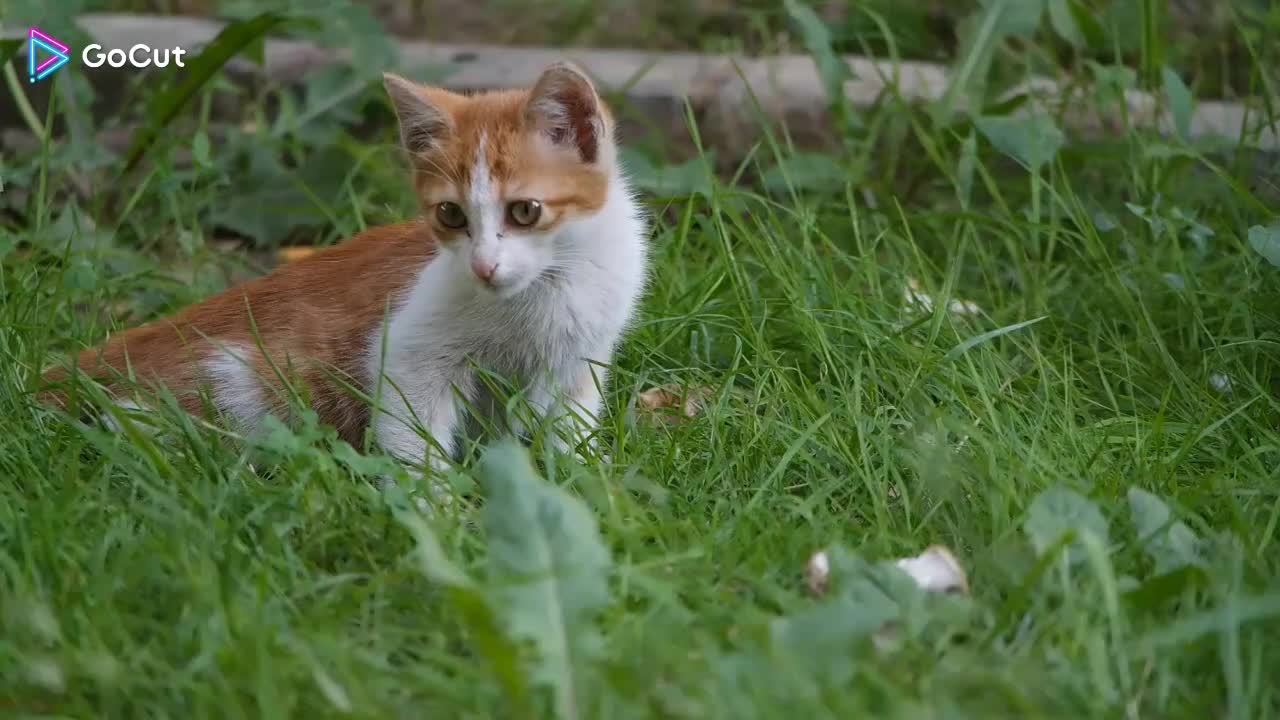 Funny Cats Playing