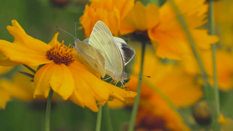 White beautiful butterfly couple on a yellow flower