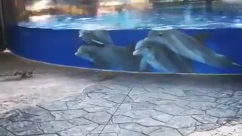 These dolphins are watching the squirrels.