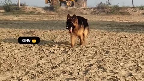 Long Coat German Shepherd Playing Open Ground Without Leashe