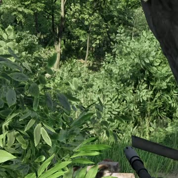 Bush Wookies Attack!