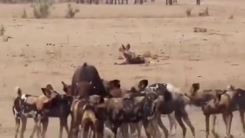 Wild Dogs attack young Buffalo