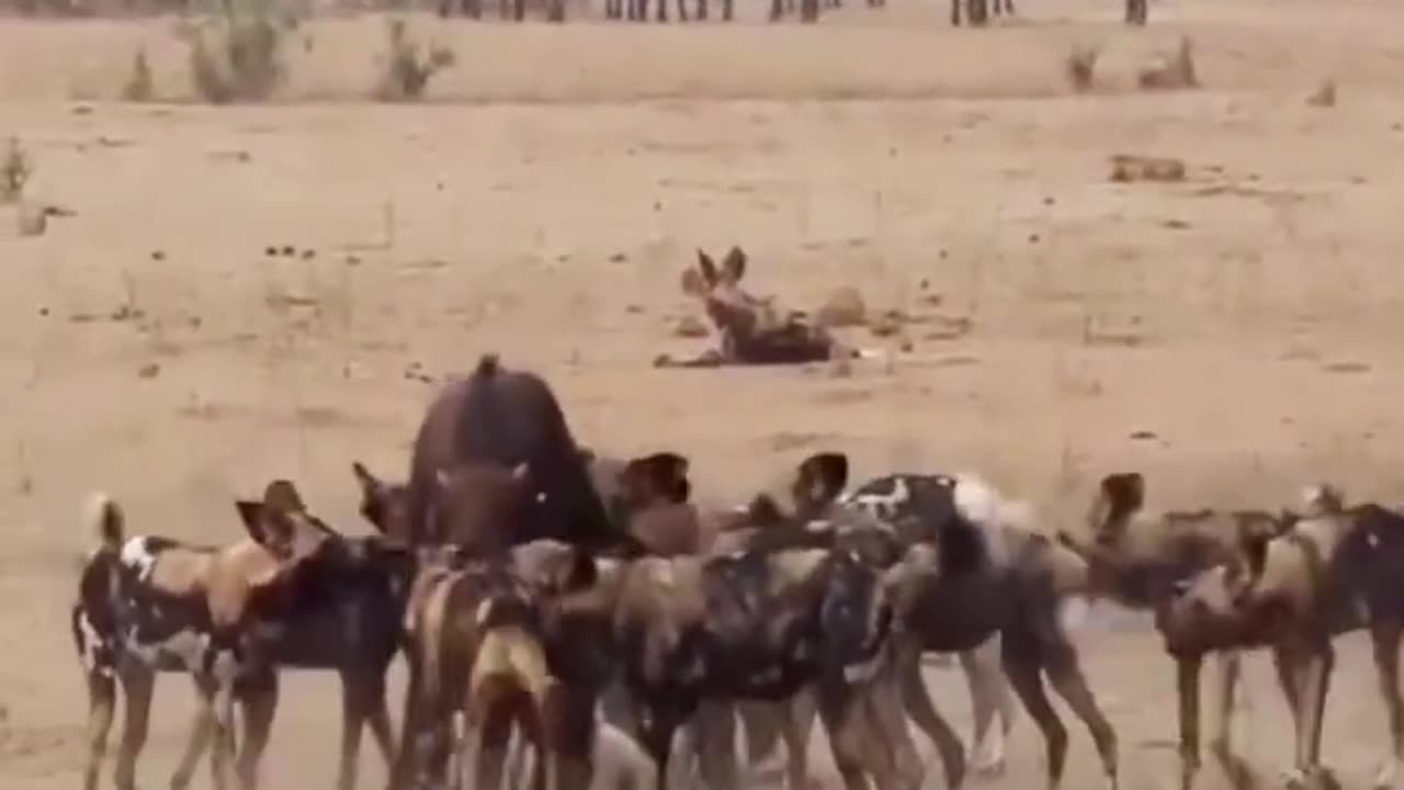 Wild Dogs attack young Buffalo