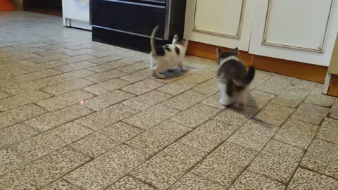 Kittens vs Laser