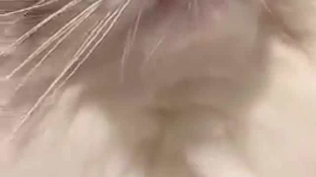 cat meme baby cute & kitten, funny meow cash compilation
