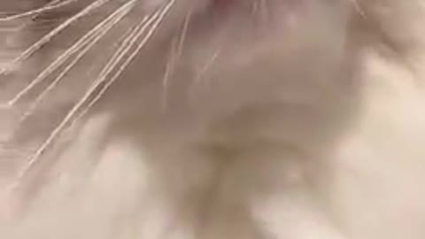 cat meme baby cute & kitten, funny meow cash compilation