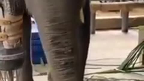 Elephant_Lag_By_bambu_sitam so cute_amazing_excellent_video.