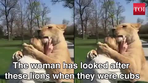 Lion reaction when reunited with carer