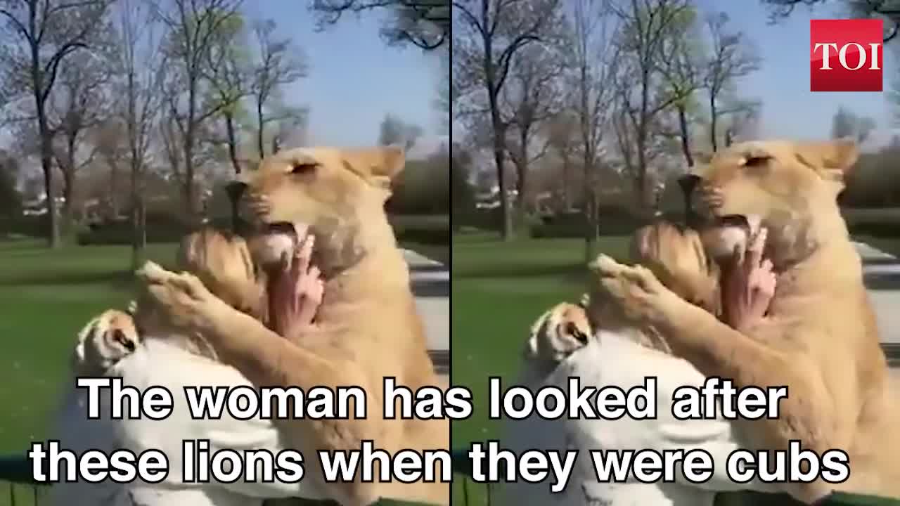 Lion reaction when reunited with carer