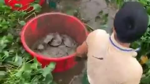 catch tortise