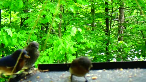 Mom and Dad feeding baby bluebird