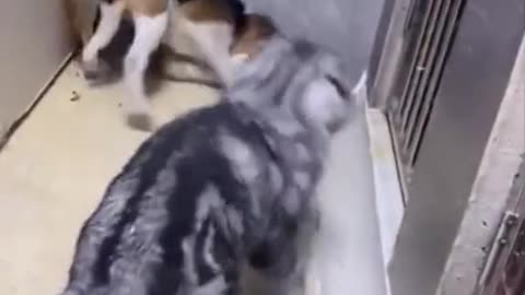 a cat that loves dogs