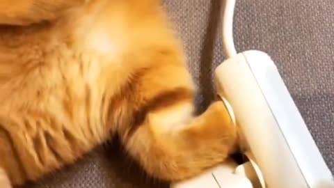 Funny and Cute Cats Videos #439