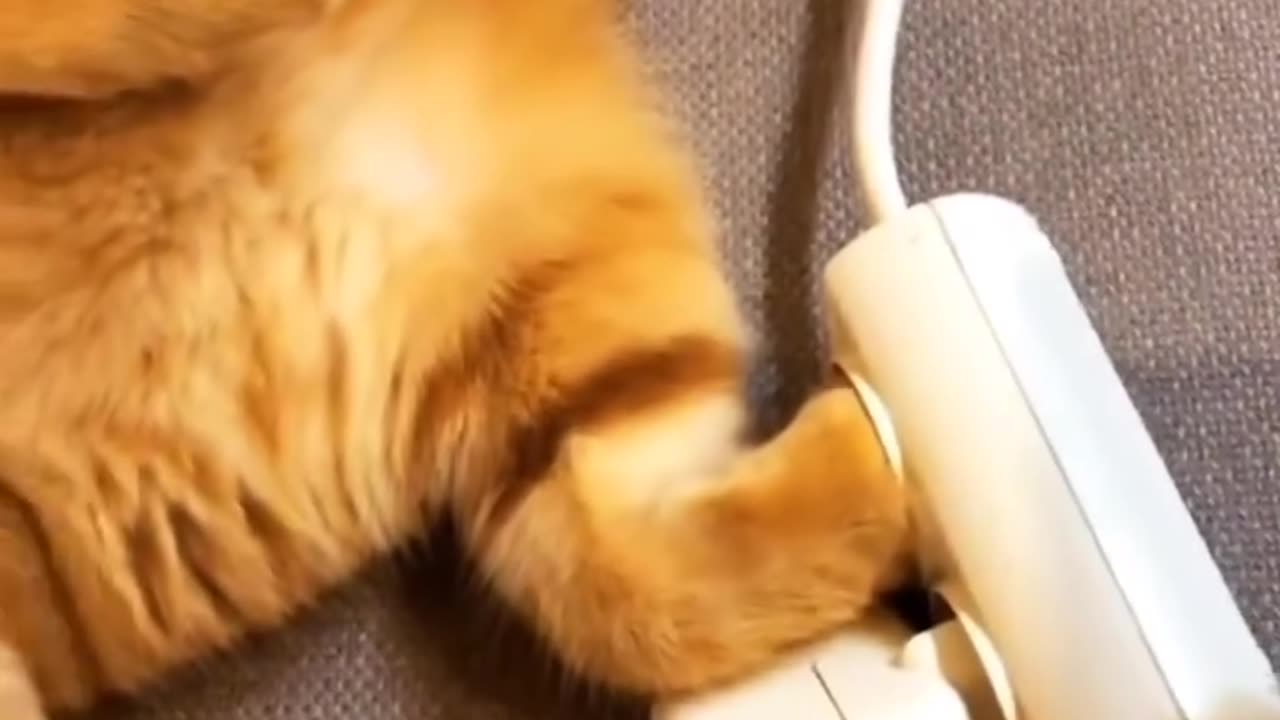 Funny and Cute Cats Videos #439