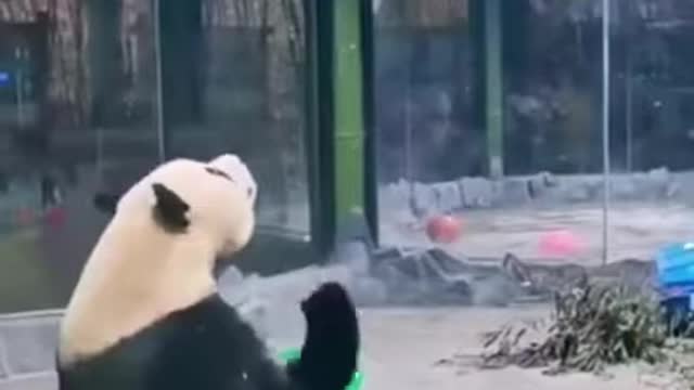 funny panda