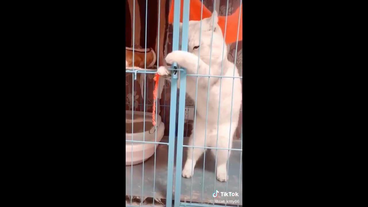 Try not laugh at this cute pet adorable