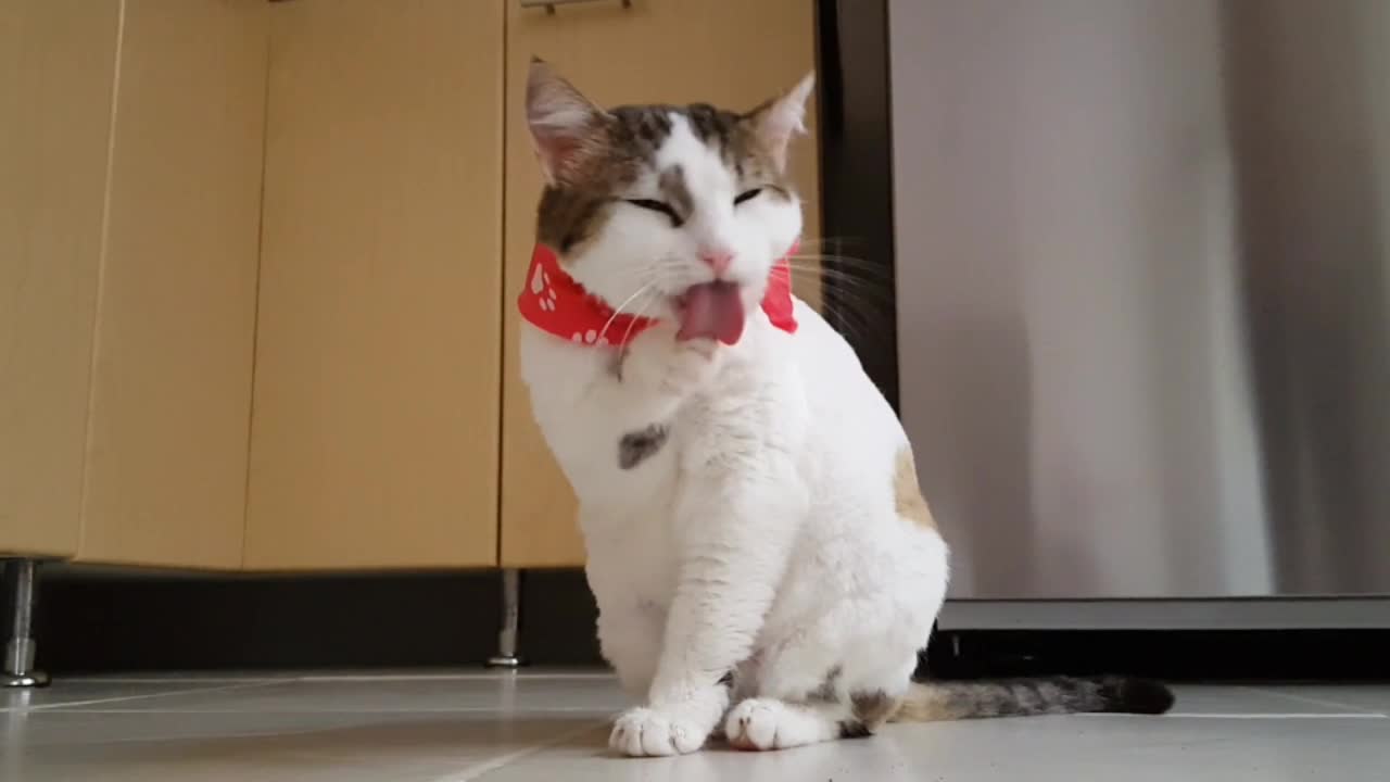 Funny cat vide