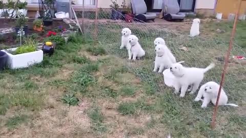 Maremma Pups | Barking