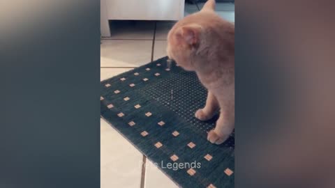 Animals funny videos