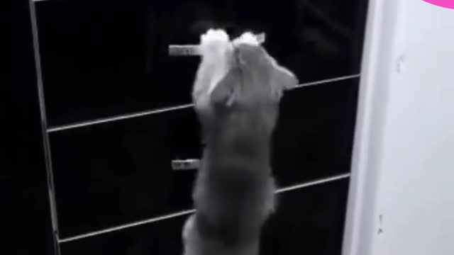 CAT WHO DOESN'T LIKE TO BE TOUCHED! - FUNNY CATS AND CUTE.