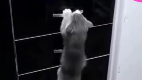 CAT WHO DOESN'T LIKE TO BE TOUCHED! - FUNNY CATS AND CUTE.