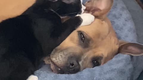 Kitten Grooms Dog's Ears