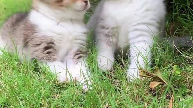 Cutest Cats Ever! Cute Funny Playful Beautiful Kitty Cats (Part 14) | #shorts #cats